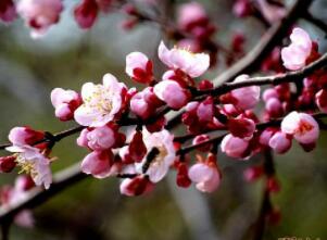 什么花没有叶（打一字）答案谜底及解释提示